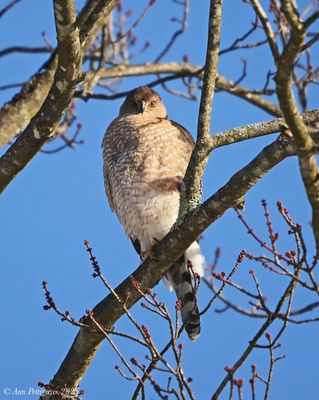 Coopers Hawk - adult