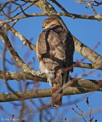 Coopers Hawk - adult