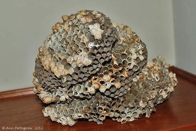 Bees, Wasps, Ants, Sawflies & Ichneumons