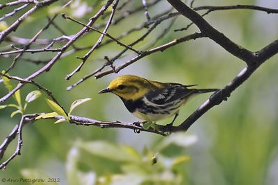 Black-throated Green Warbler 