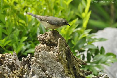 Black-throated Blue Warbler - female