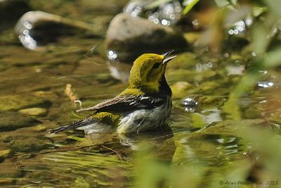 Black-throated Green Warbler 