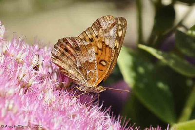 Variegated Fritillary 