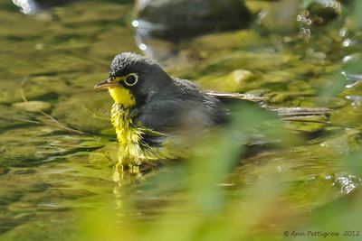 Canada Warbler 
