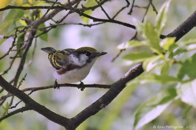 Chestnut-sided Warbler