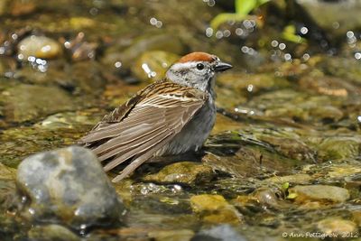 Chipping Sparrow