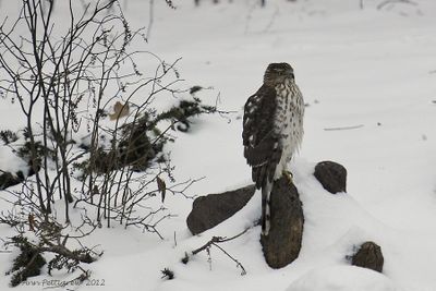 Coopers Hawk - juvenile