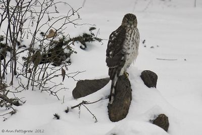 Coopers Hawk - juvenile