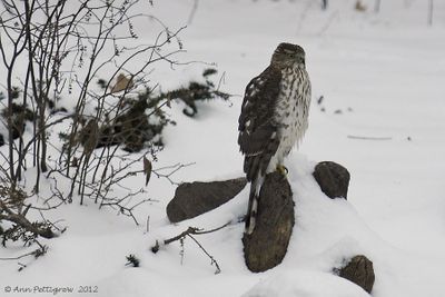 Coopers Hawk - juvenile
