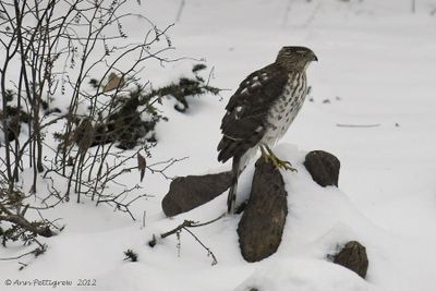 Coopers Hawk - juvenile
