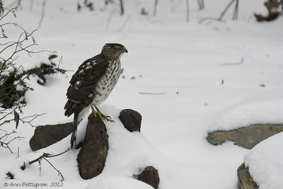 Coopers Hawk - juvenile