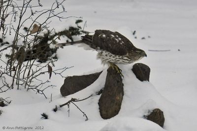Coopers Hawk - juvenile