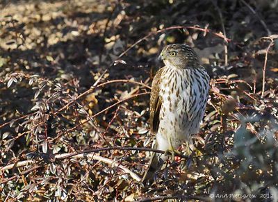 Coopers Hawk - juvenile
