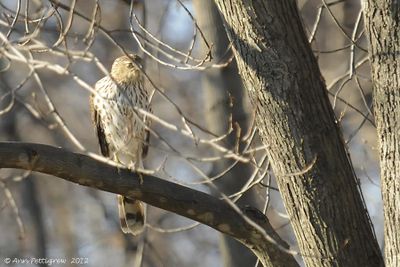 Cooper's-Hawk---Juvenile---7516.jpg