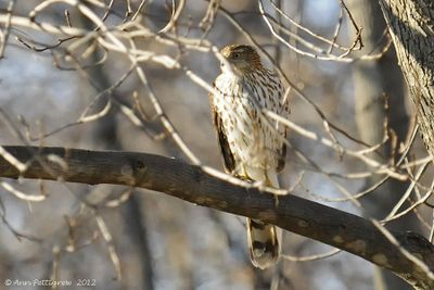 Coopers Hawk - juvenile