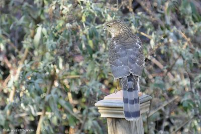 Coopers Hawk - juvenile
