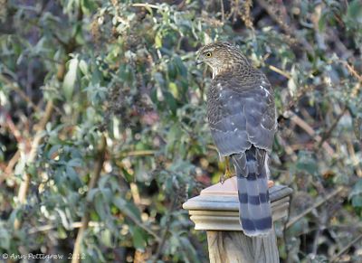 Cooper's-Hawk---Juvenile---7528.jpg