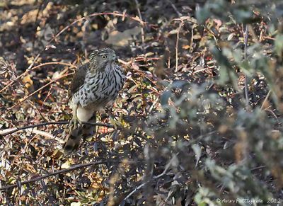 Coopers Hawk - juvenile