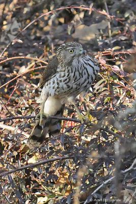Coopers Hawk - juvenile