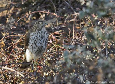 Coopers Hawk - juvenile