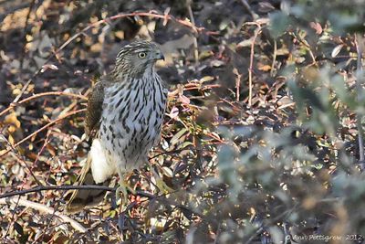 Coopers Hawk - juvenile