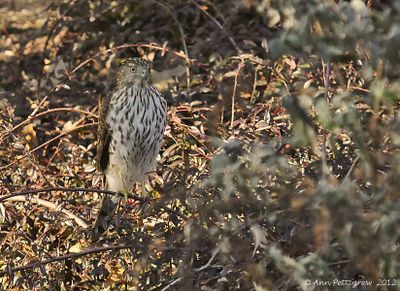 Cooper's-Hawk---Juvenile---7540.jpg