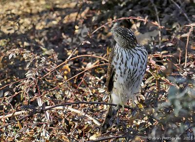 Coopers Hawk - juvenile
