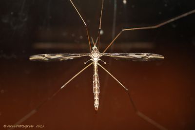 Crane Fly