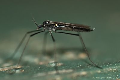 Crane Fly