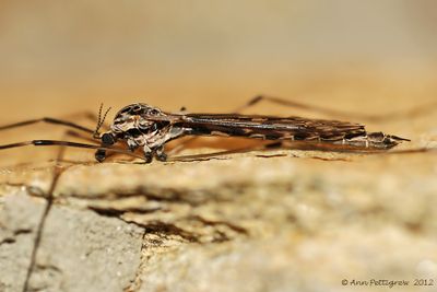 Crane Fly