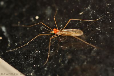 Crane Fly with Mites