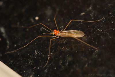 Crane Fly with Mites