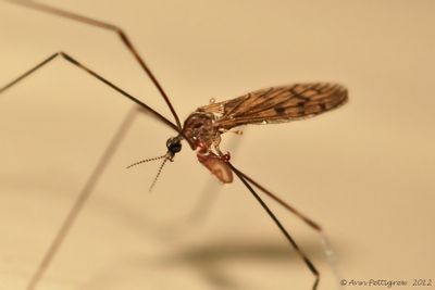 Crane-Fly-with-Pseudoscorpion---0055.jpg