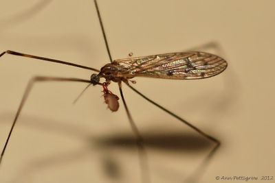 Crane Fly with a  Pseudoscorpion