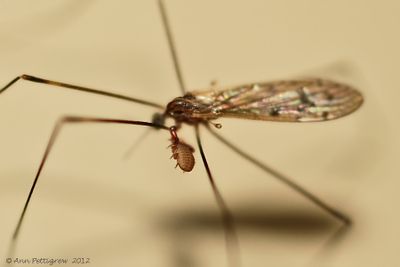 Crane-Fly-with-Pseudoscorpion---0060.jpg