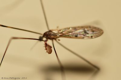 Crane Fly with a Pseudoscorpion
