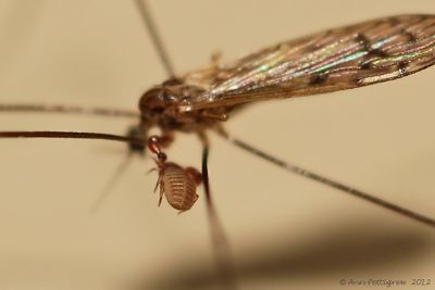 Crane-Fly-with-Pseudoscorpion---0061.jpg