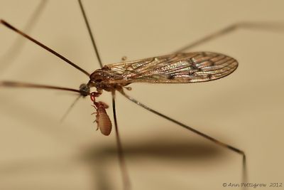 Crane Fly with a  Pseudoscorpion