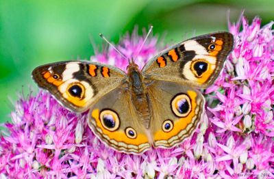 Common Buckeye