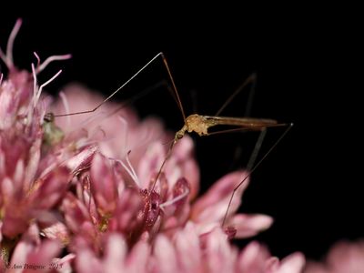 Crane Fly