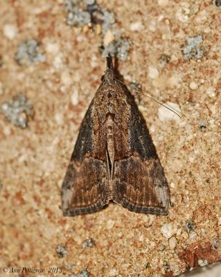 Green Cloverworm Moth