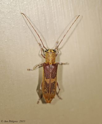 Hickory Saperda