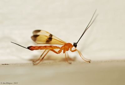 Ichneumon Wasp