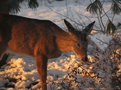 White-tailed Doe