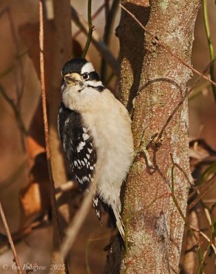 Woodpeckers