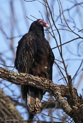 Turkey Vulture