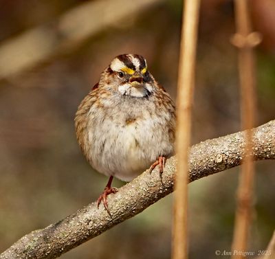 White-throated Sparrow