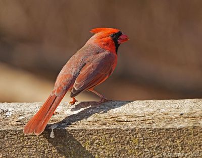 Northern Cardinal - male