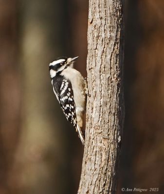 Downy Woodpecker 