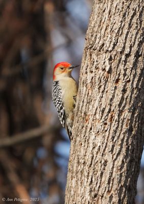 Red-bellied Woodpecker 